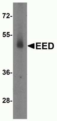 Western Blot: EED AntibodyBSA Free [NBP2-81819]