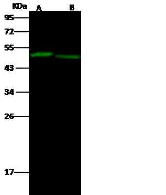 Western Blot: EED Antibody [NBP2-98765]