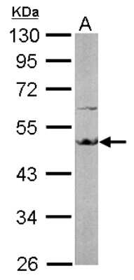 Western Blot: EEF1A2 Antibody [NBP1-32555]
