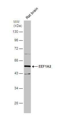 Western Blot: EEF1A2 Antibody [NBP1-32555]