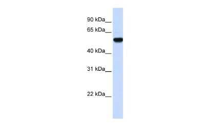 Western Blot: EEF1A2 Antibody [NBP1-55245]