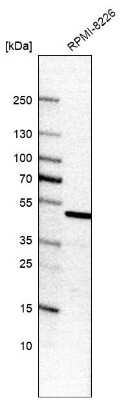 Western Blot: EEF1A2 Antibody [NBP2-33280]