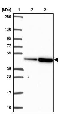 Western Blot: EEF1A2 Antibody [NBP2-33983]