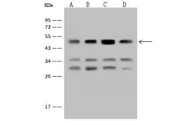 Western Blot: EEF1A2 Antibody [NBP2-97554]