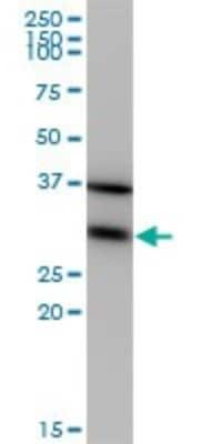 Western Blot: EEF1B2 Antibody (3A5) [H00001933-M10]