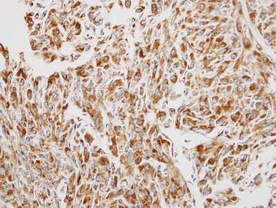 Immunohistochemistry-Paraffin: EEF1B2 Antibody [NBP1-31611]