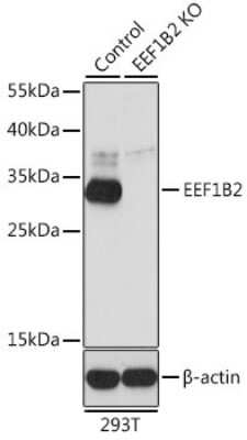 Knockout Validated: EEF1B2 Antibody - BSA Free [NBP2-92964]