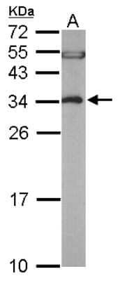 Western Blot: EEF1B2 Antibody [NBP1-31611]