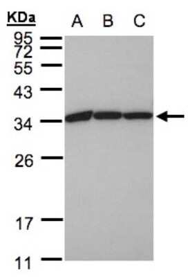 Western Blot: EEF1B2 Antibody [NBP1-31611]