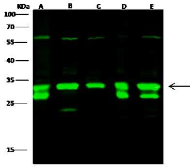 Western Blot: EEF1B2 Antibody [NBP3-00341]