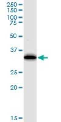 Western Blot: EEF1D Antibody (4B12) [H00001936-M04]