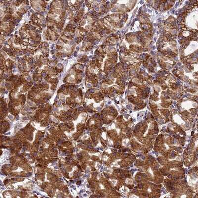 Immunohistochemistry-Paraffin: EEF1D Antibody [NBP1-91861]