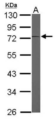 Western Blot: EEF1D Antibody [NBP1-32013]