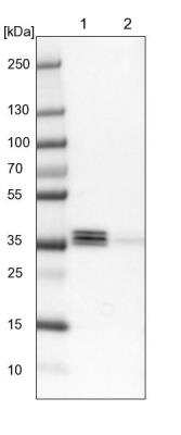 Western Blot: EEF1D Antibody [NBP1-91861]