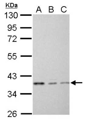 Western Blot: EEF1D Antibody [NBP2-16273]