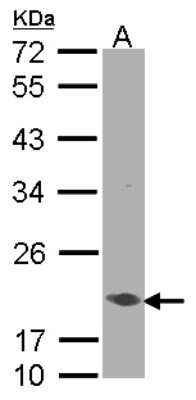 Western Blot: EEF1E1 Antibody [NBP1-32184]