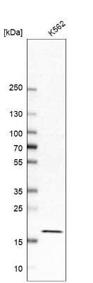 Western Blot: EEF1E1 Antibody [NBP1-89186]