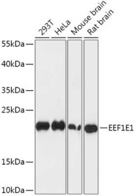 Western Blot: EEF1E1 AntibodyAzide and BSA Free [NBP2-92227]