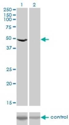 Western Blot: EEF1G Antibody (3F11-1A10) [H00001937-M01]