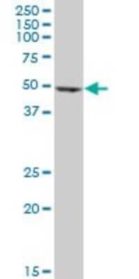 Western Blot: EEF1G Antibody (3F11-1A10) [H00001937-M01]