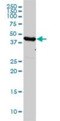 Western Blot: EEF1G Antibody (3F11-1A10) [H00001937-M01]