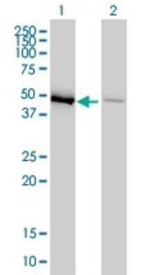 Western Blot: EEF1G Antibody (3F11-1A10) [H00001937-M01]