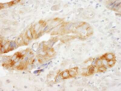Immunohistochemistry: EEF1G Antibody [NB100-2262]