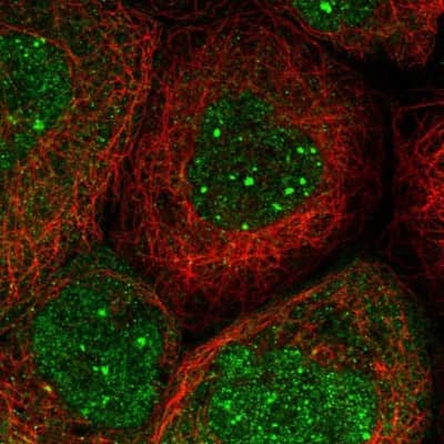 Immunocytochemistry/ Immunofluorescence: EEFSEC Antibody [NBP1-83992]