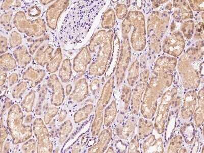 Immunohistochemistry-Paraffin: EEFSEC Antibody [NBP2-97519]