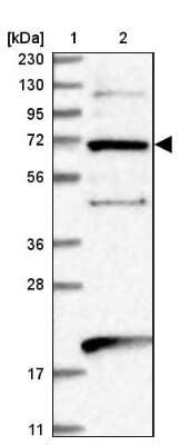 Western Blot: EEFSEC Antibody [NBP1-83992]