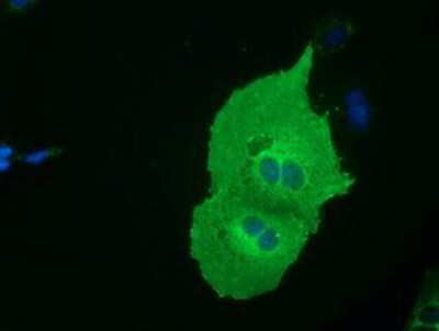 Immunocytochemistry/ Immunofluorescence: EEN Antibody (OTI2F5) [NBP2-02834]