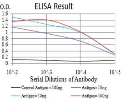 ELISA: EEN Antibody (4B4C2) - BSA Free [NBP2-52561]
