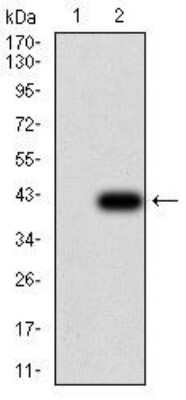 Western Blot: EEN Antibody (4B4C2)BSA Free [NBP2-52561]