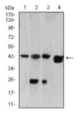 Western Blot: EEN Antibody (4B4C2)BSA Free [NBP2-52561]