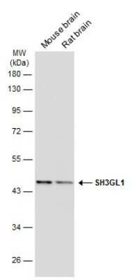 Western Blot: EEN Antibody (GT3065) [NBP3-13631]