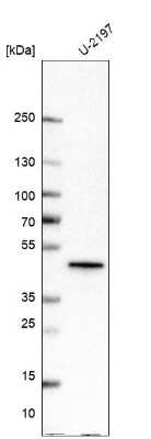 Western Blot: EEN Antibody [NBP1-85522]