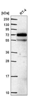 Western Blot: EEPD1 Antibody [NBP2-58531]