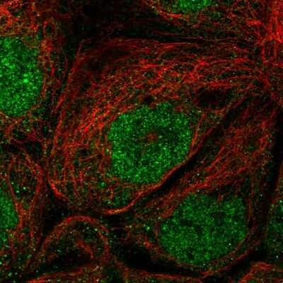 Immunocytochemistry/ Immunofluorescence: EFCAB1 Antibody [NBP2-56874]