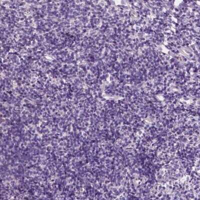 Immunohistochemistry-Paraffin: EFCAB1 Antibody [NBP1-82313]