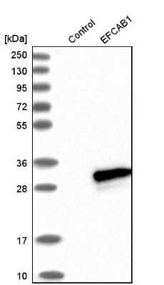 Western Blot: EFCAB1 Antibody [NBP1-82313]