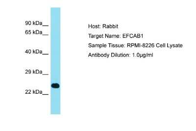 Western Blot: EFCAB1 Antibody [NBP2-84840]