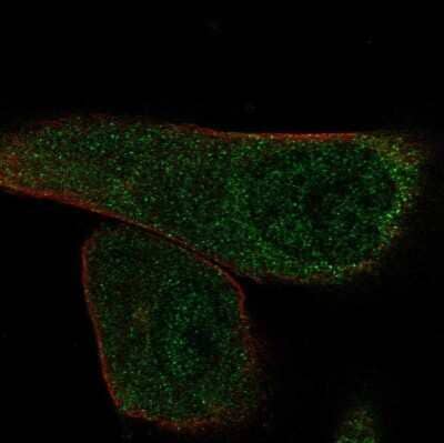 Immunocytochemistry/ Immunofluorescence: EFCAB13 Antibody [NBP1-83455]