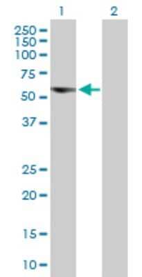 Western Blot: EFCAB13 Antibody [H00124989-B01P]