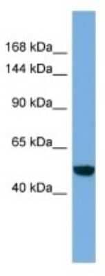 Western Blot: EFCAB13 Antibody [NBP3-10621]