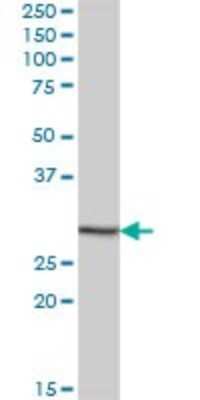 Western Blot: EFCAB2 Antibody [H00084288-B01P]