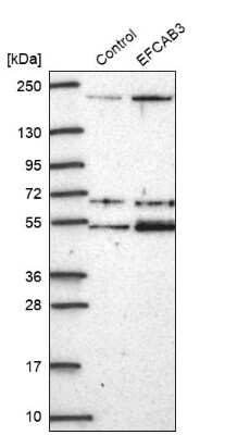 Western Blot: EFCAB3 Antibody [NBP2-48861]