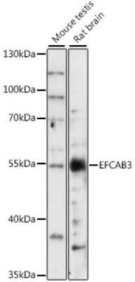 Western Blot: EFCAB3 AntibodyAzide and BSA Free [NBP2-92305]