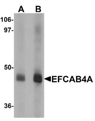 Western Blot: EFCAB4A AntibodyBSA Free [NBP1-76492]