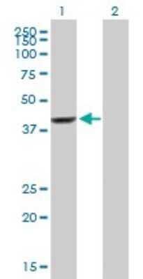 Western Blot: EFCAB4B Antibody [H00084766-B01P]