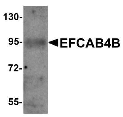 Western Blot: EFCAB4B AntibodyBSA Free [NBP1-76493]